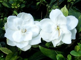 栀子花图片下载